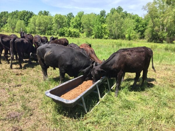 A herd of cattle eating from a trough.