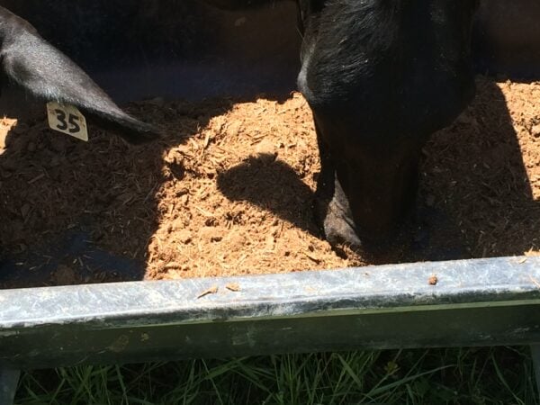 A cow is eating some food out of the ground.