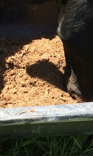 A cow is eating some food out of the ground.