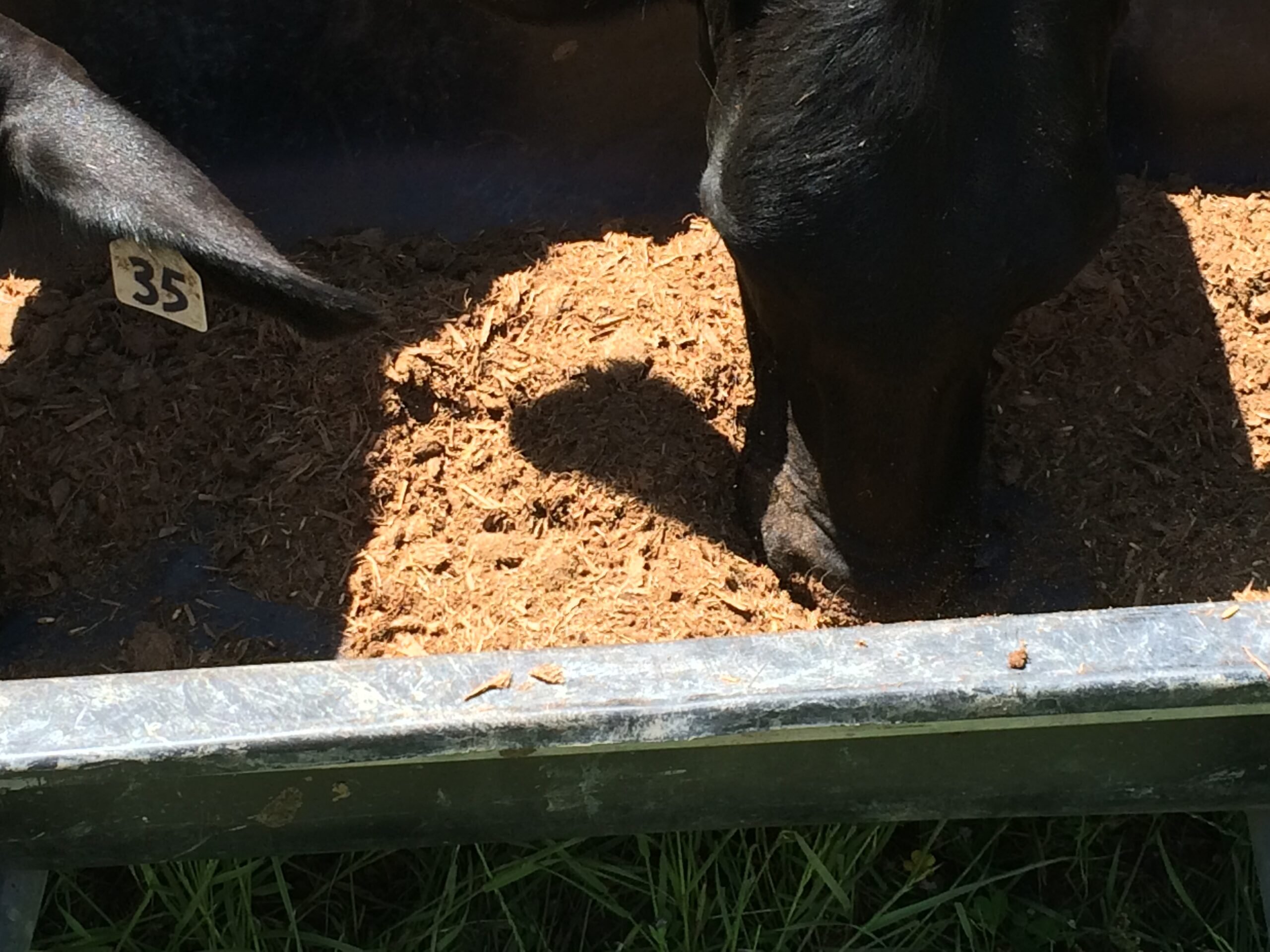 A cow is eating some food out of the ground.