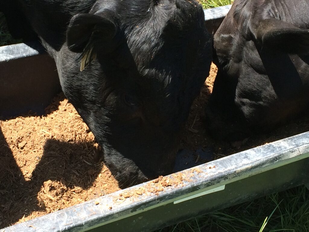 A black cow eating some food from the ground