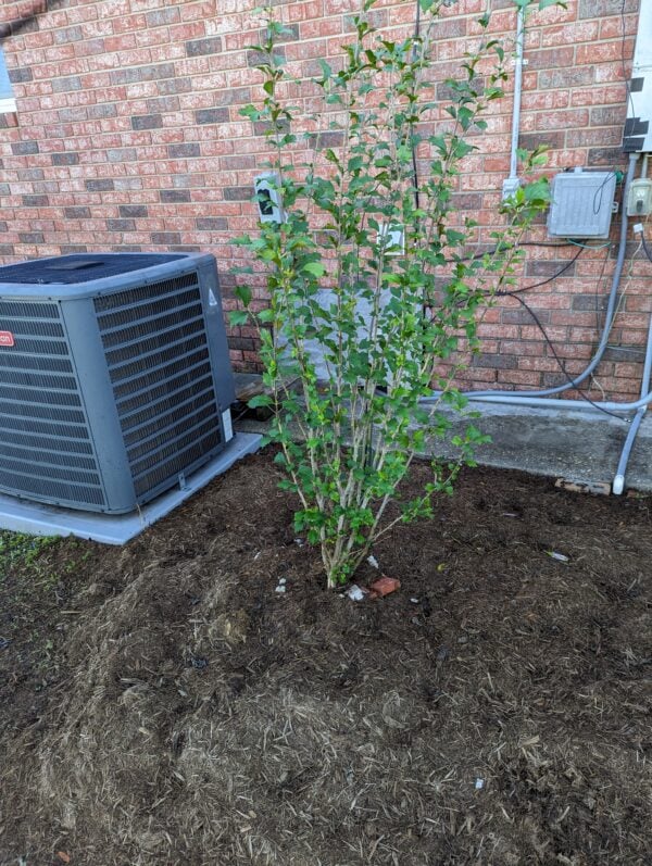 A plant that is growing in the ground.