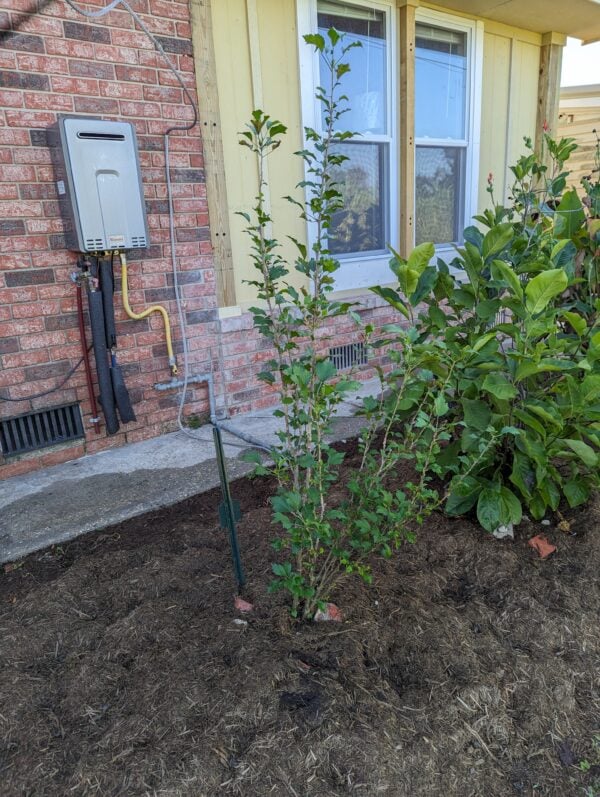 A bush is growing in the ground near a house.