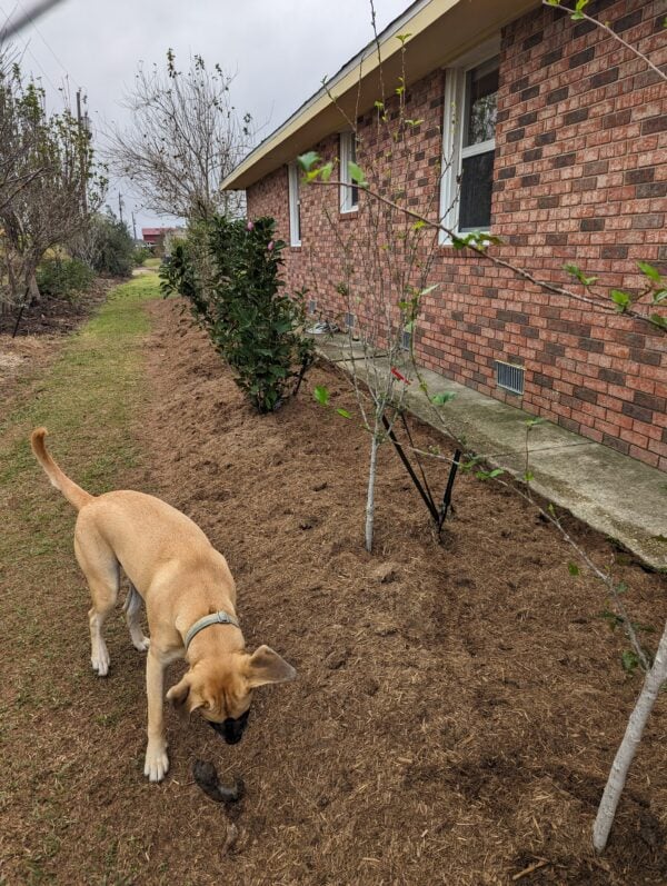 A dog sniffs the ground in front of a brick house.