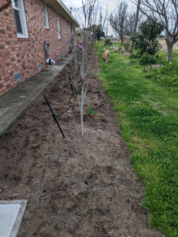 A tree is growing in the middle of a garden.