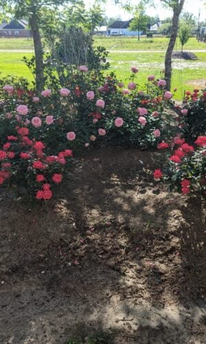 A group of flowers that are in the dirt.
