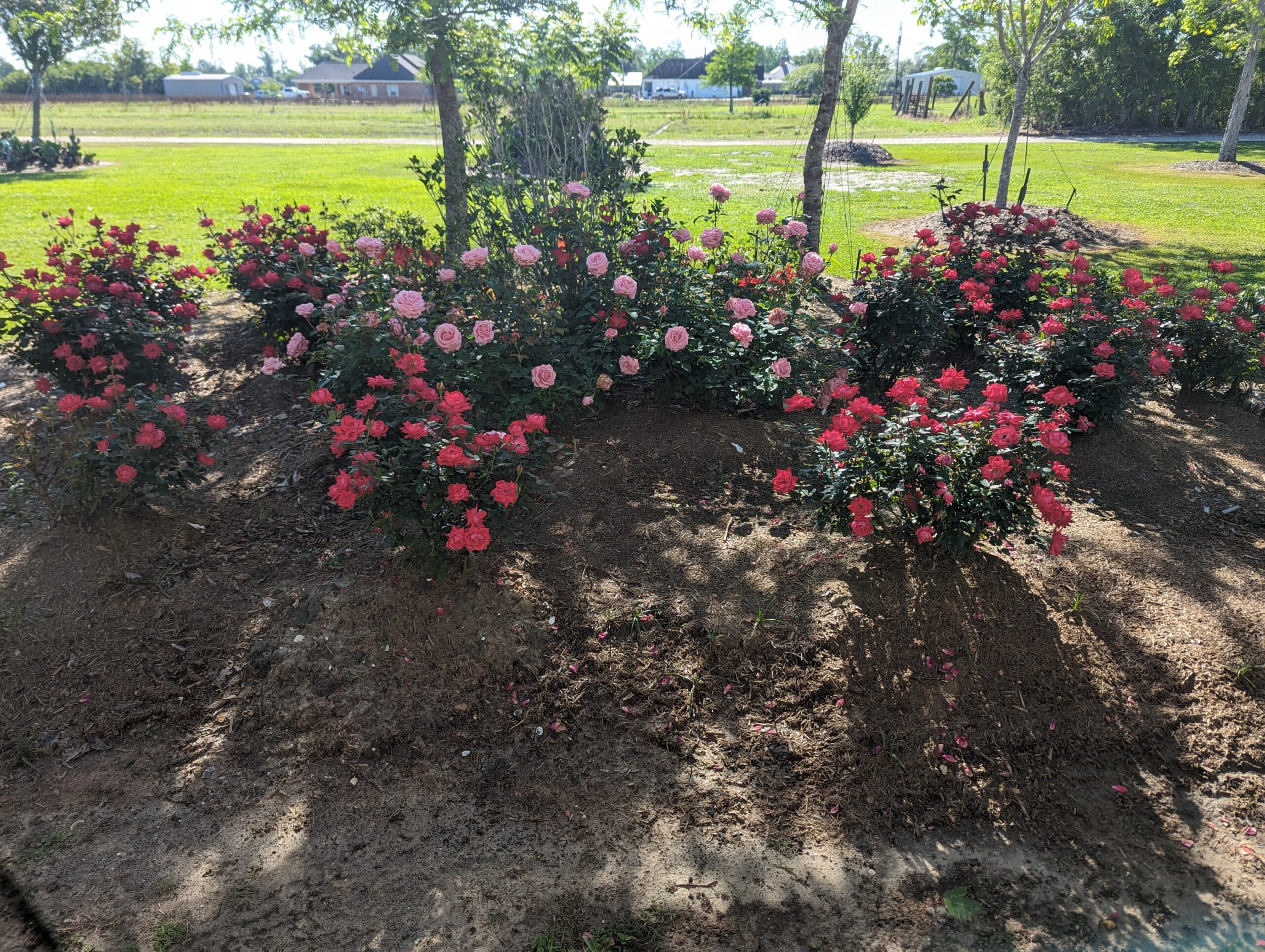 A group of flowers that are in the dirt.