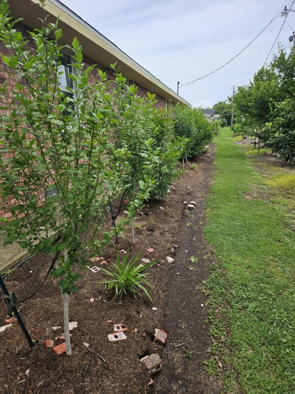 A garden with bushes and trees in the background.