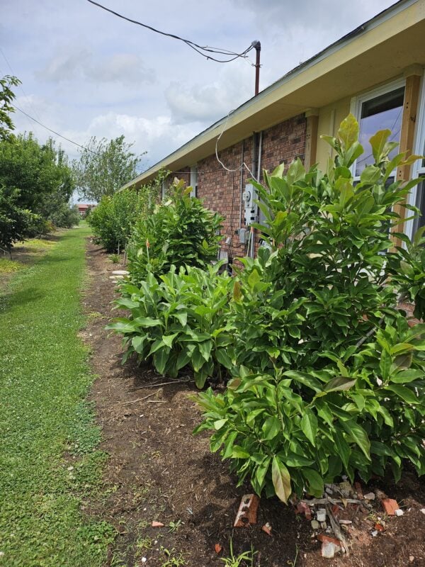 A house with bushes and trees in front of it.