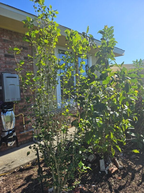 A tree that is growing in the middle of a yard.
