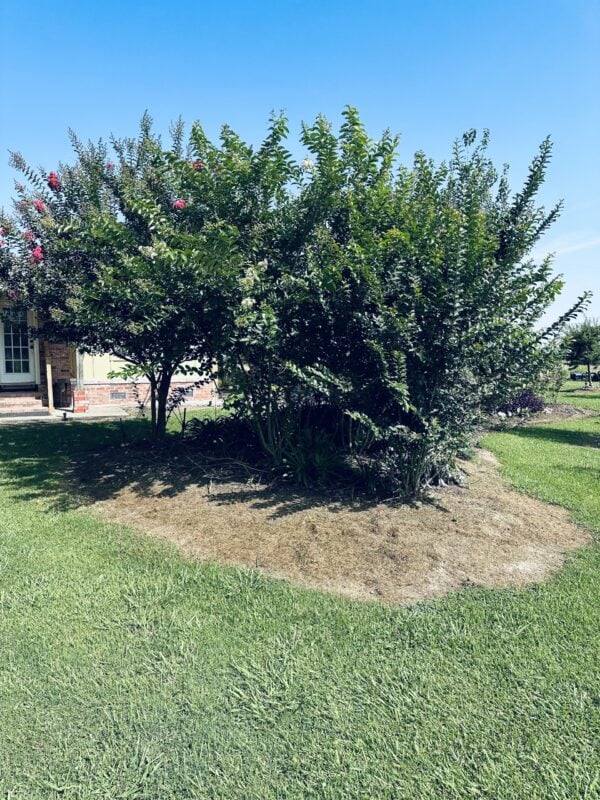 A tree that is growing in the middle of a yard.