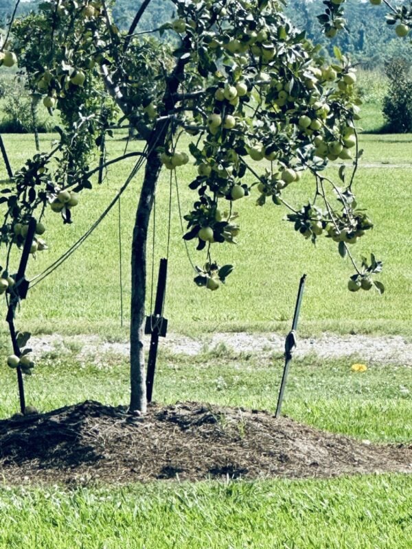 A tree that is sitting in the grass.