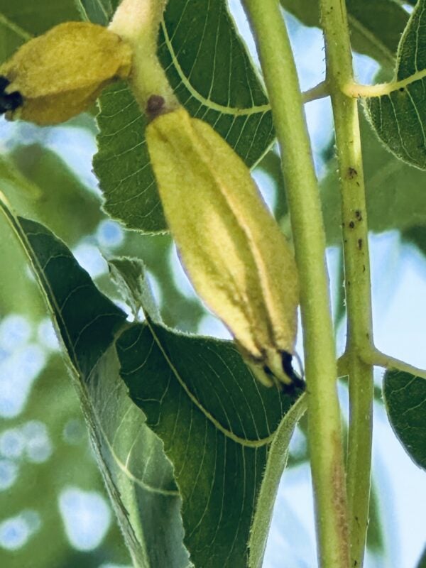 A close up of the leaves on a tree