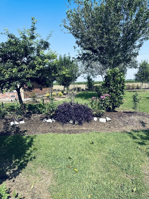 A garden with trees and bushes in the background.