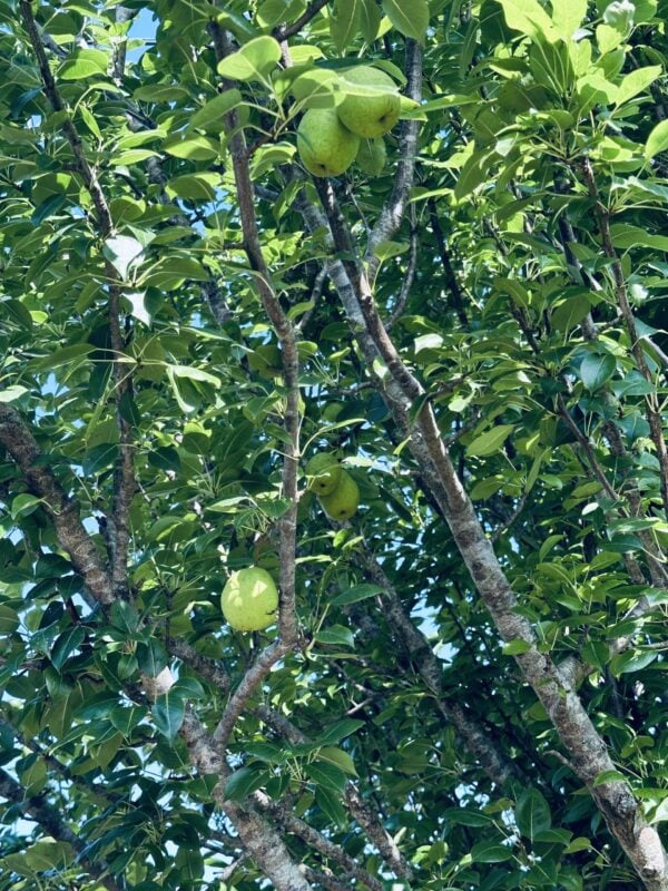 A tree with lots of green leaves and fruit.