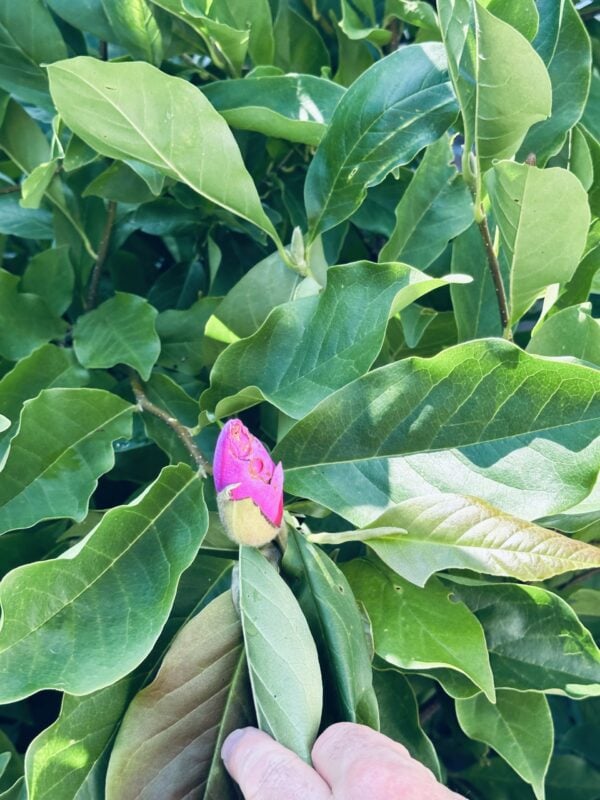 A close up of a plant with leaves