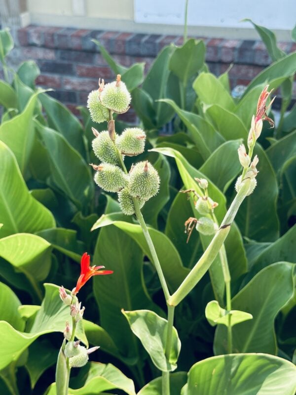 A plant with green leaves and red flowers.