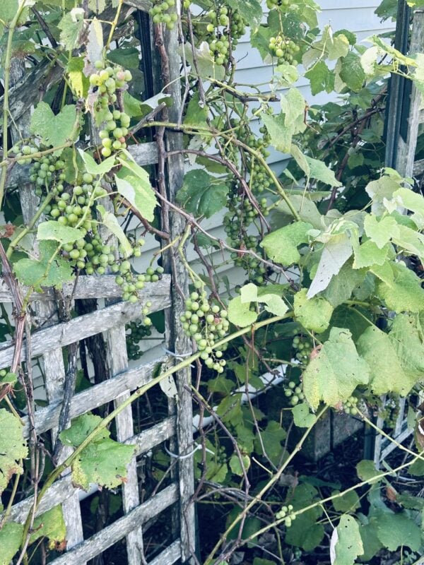 A bunch of green grapes growing on the vine.