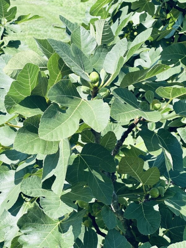 A close up of some green leaves on a tree