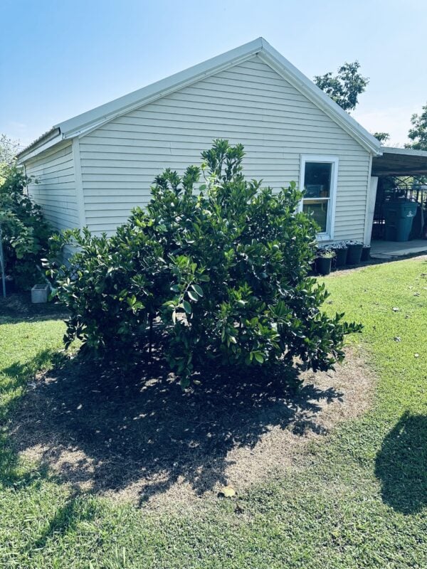 A large bush in the middle of a yard.