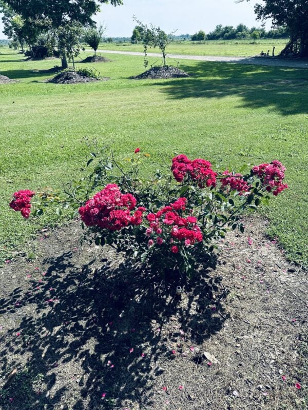 A red flower bush in the middle of a green field.