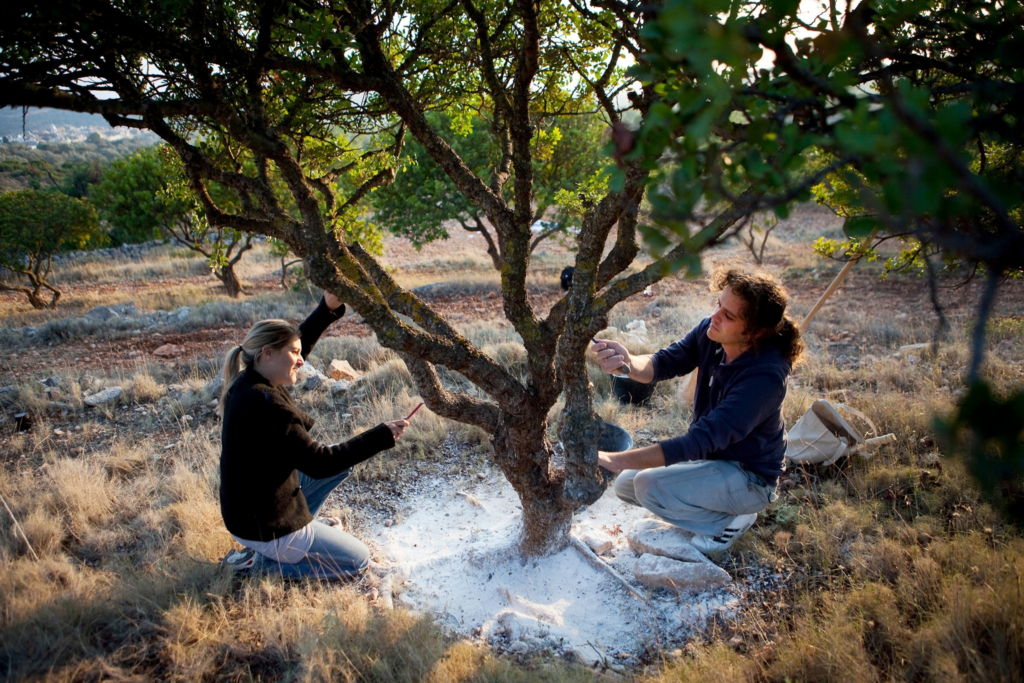 Harvesters scoring a Pistacia lentiscus tree on Chios over a white mastic collection floor