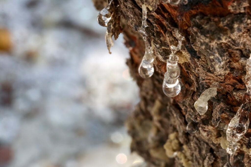 A close up of some water drops on the bark of a tree