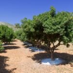 A row of trees in the middle of a field.