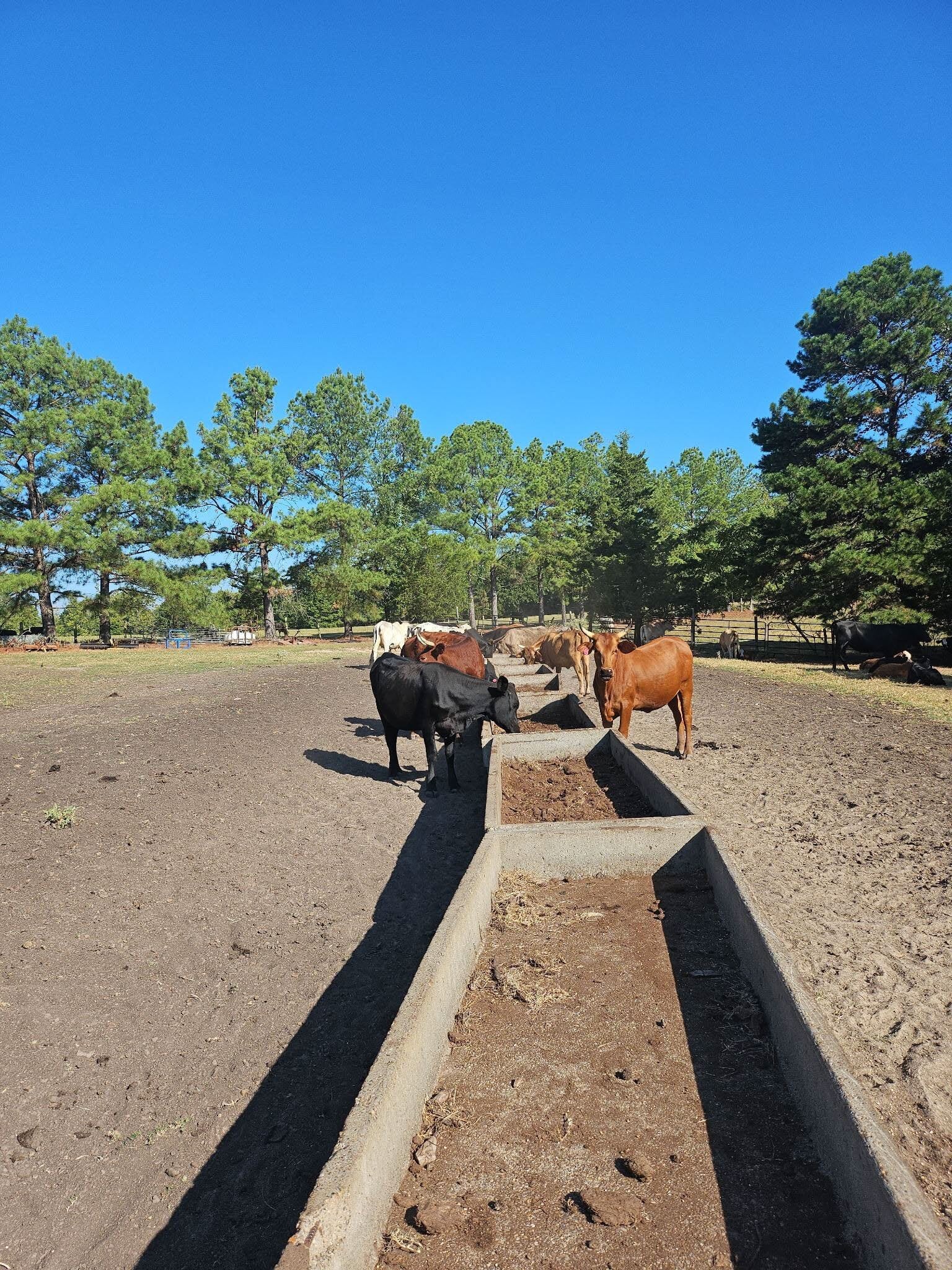 Cattle at Deer Run Ranch troughs fed an SGP+ and cracked corn ration