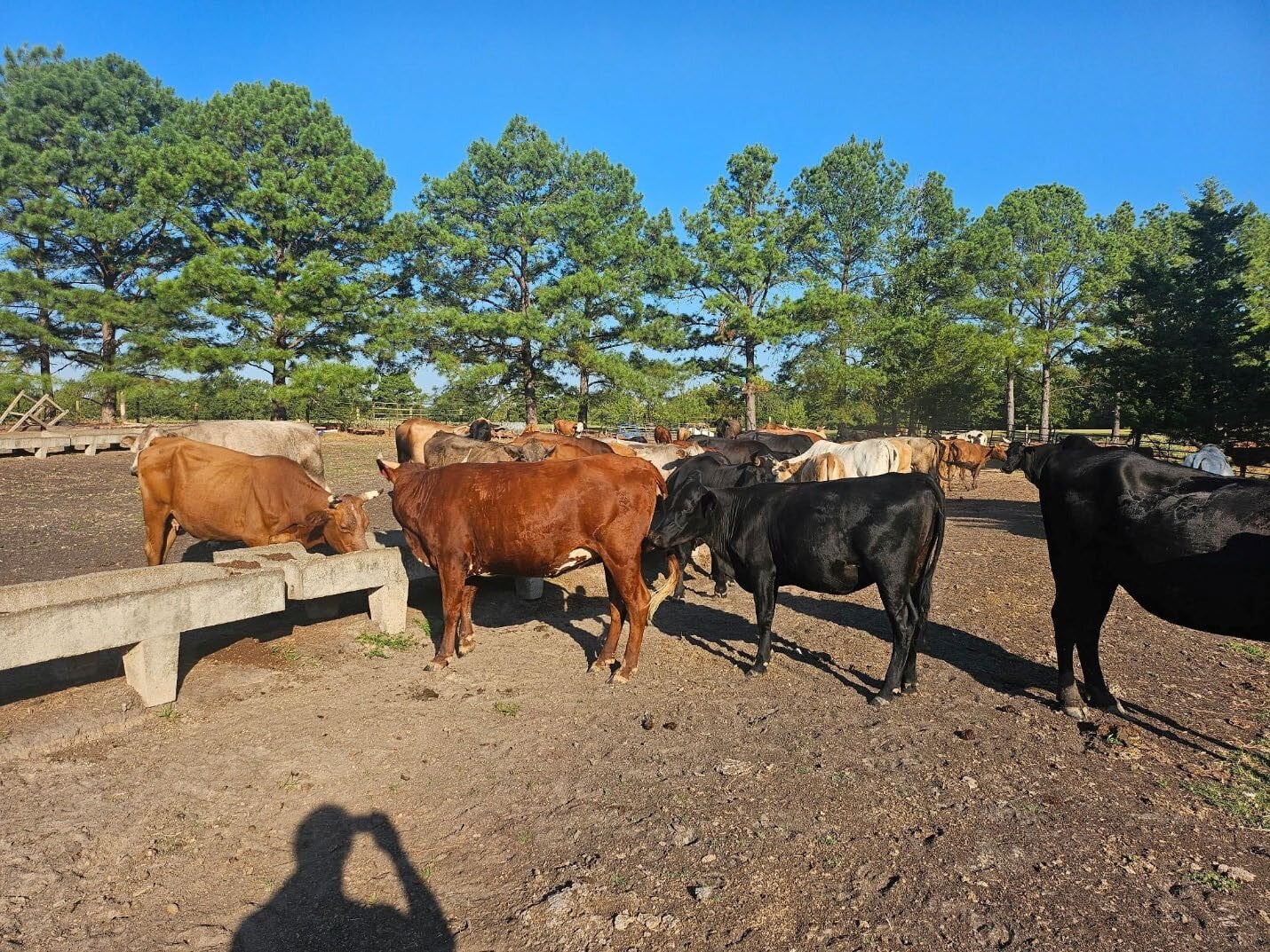 Deer Run Ranch cattle at the feed bunk after SGP+ ration
