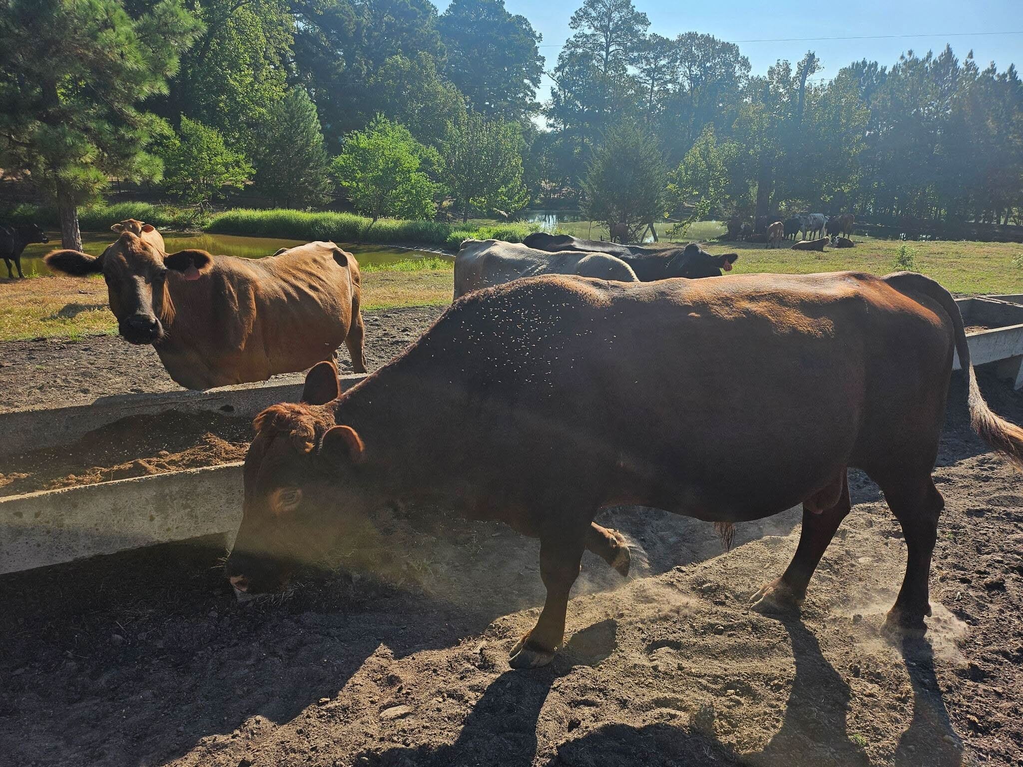Flies returned on cattle after SGP+ was removed from the ration