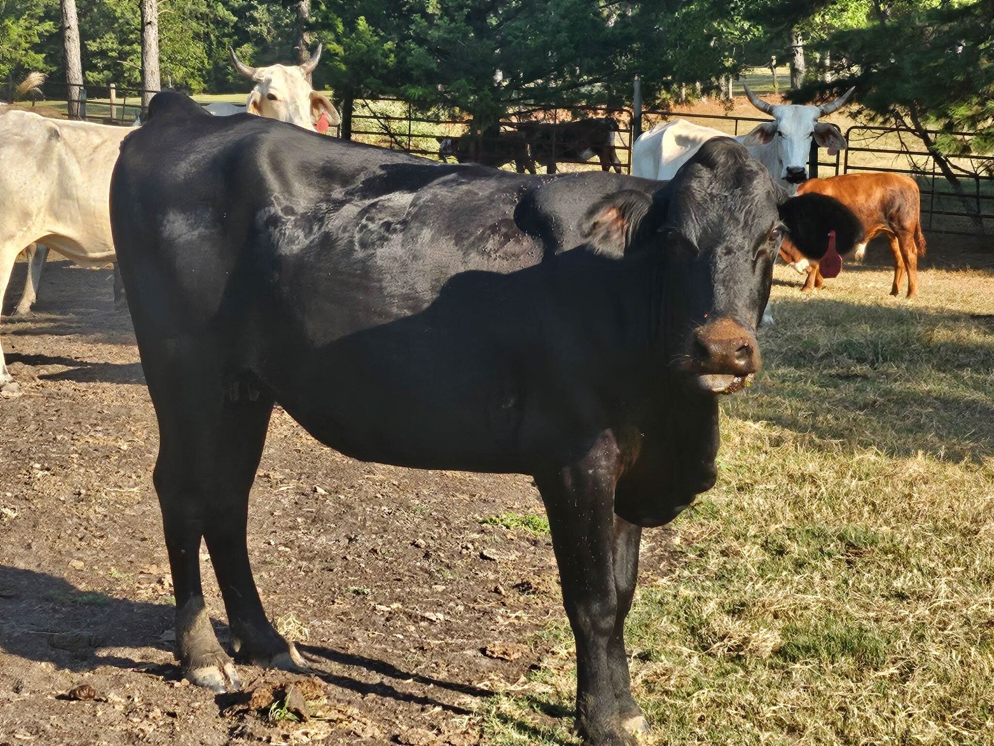 Fly pressure reduced after SGP+ was returned to the ration
