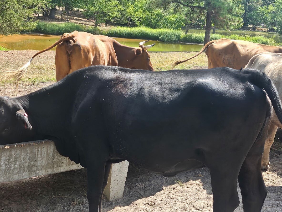 Cattle after SGP+ was reintroduced to the ration