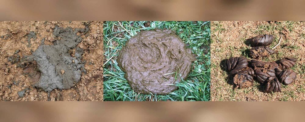 Manure Score 4-5 pats before SGP+ was returned to the ration