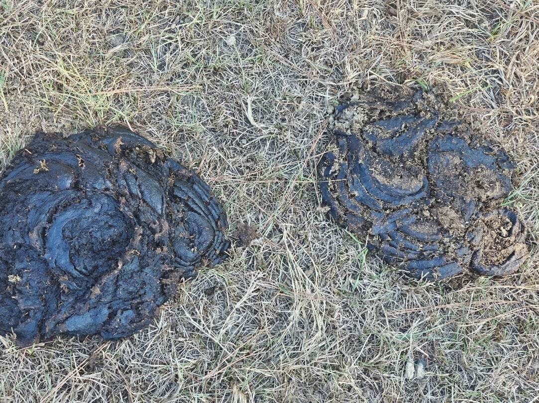 Manure Score 3-ish pats after a couple of days on SGP+