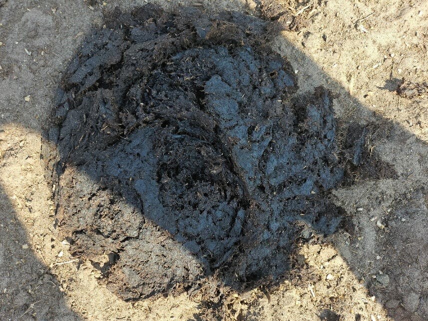 Manure Score 3 pats after a little over two weeks on SGP+