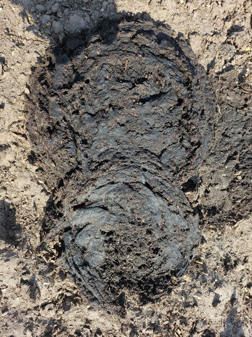 Additional Manure Score 3 pats after two weeks on SGP+
