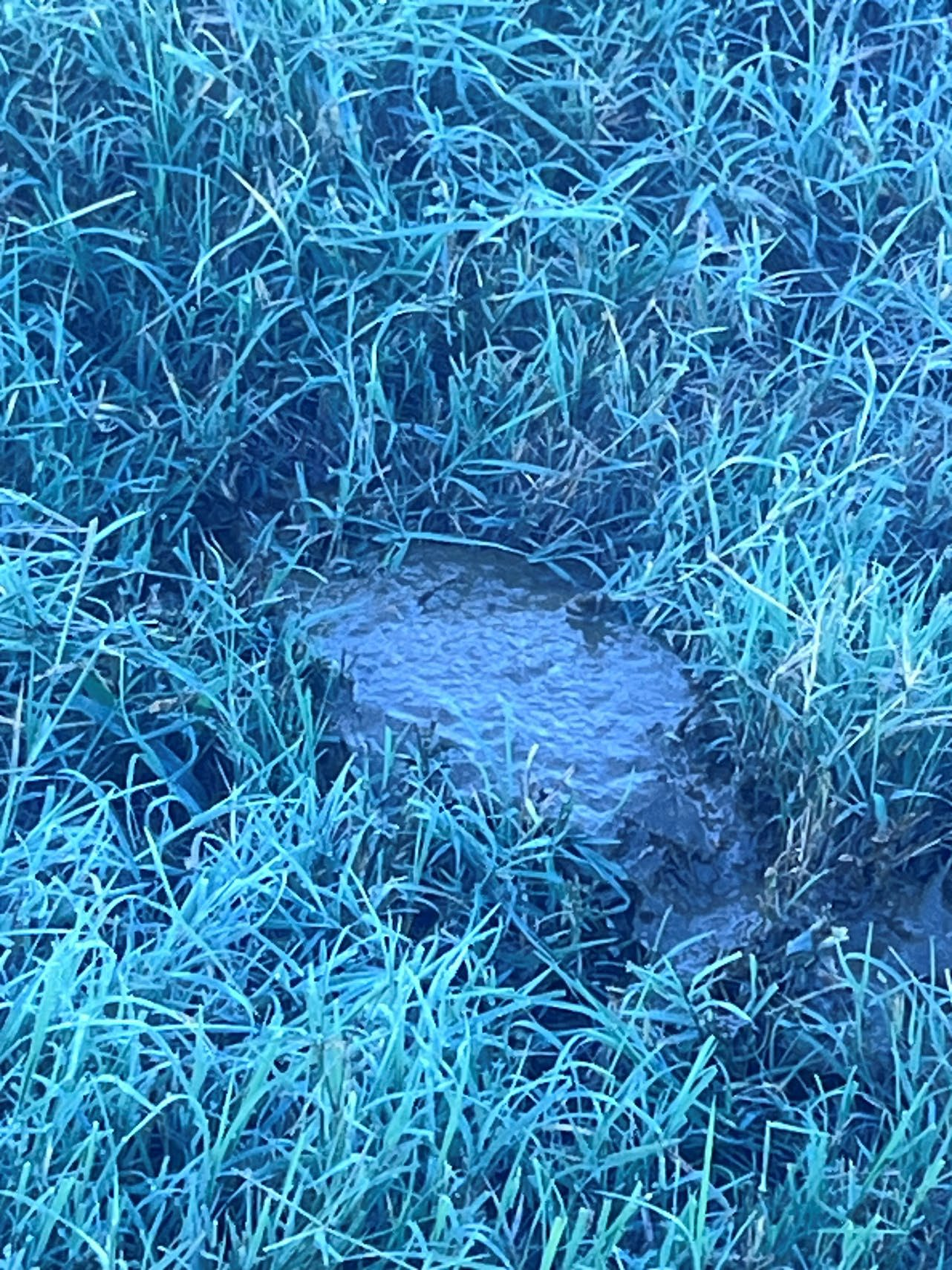 Score 1 Manure Pat prior to feeding SGP+™