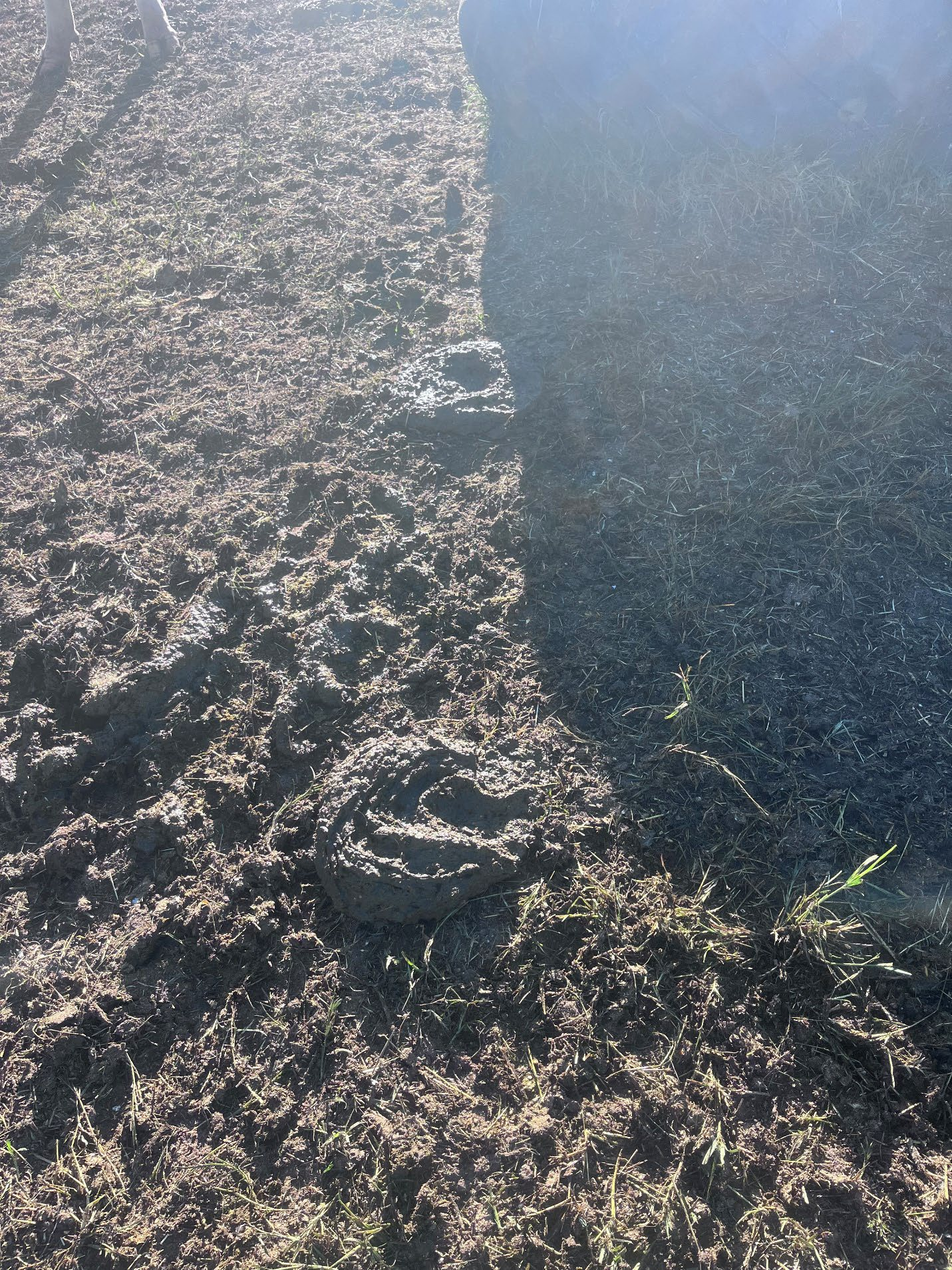 Score 3-minus Manure Pat after feeding SGP+™